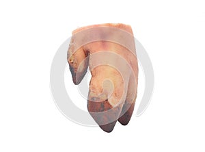 Fresh pig trotter on white background