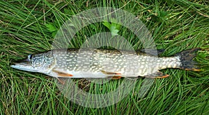 Fresh pike on the grass