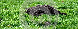 Fresh pile of dirt from a mole hole in a lush green lawn covered with early morning dew