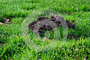 Fresh pile of dirt from a mole hole in a lush green lawn covered with early morning dew