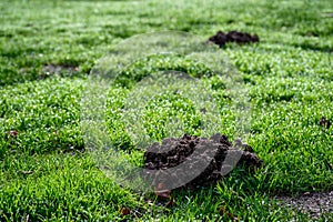 Fresh pile of dirt from a mole hole in a lush green lawn covered with early morning dew