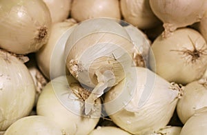 Fresh pile of Onions