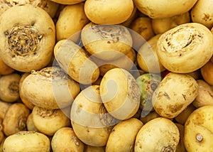 Fresh pile of turnips on the counter in the shop. Traditional food, vitamins and diets. Health and natural products. Close-up. Top