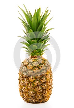 Pinapple on white background