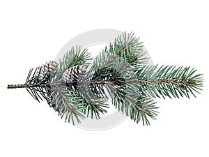 Fresh pine branch with pinecones on white background