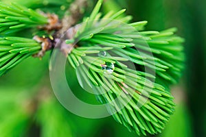 Fresh pine buds for syrup