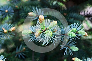 Fresh pine buds for syrup