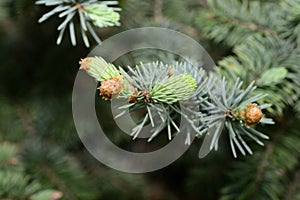 Fresh pine buds for syrup