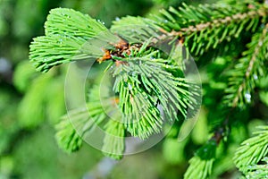 Fresh pine buds for syrup