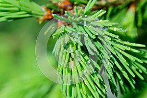 Fresh pine buds for syrup