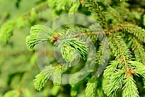 Fresh pine buds for syrup