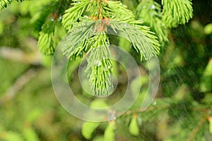 Fresh pine buds for syrup