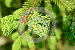 Fresh pine buds for syrup