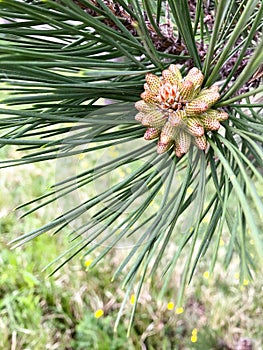 Fresh pine cone in formation on tree