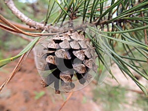 A fresh pine cone on a pine tree