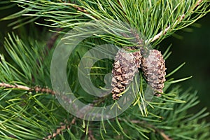 Fresh Pine cones, Pinus sylvestris, during springtime