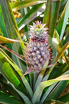 Fresh pineaple on bush with leaves