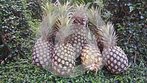 Fresh pineapple farm Chaiyaphum Thailand