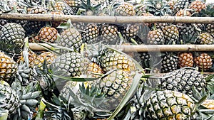 Fresh pineapple from the farm for sale