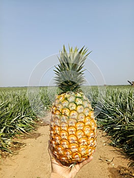 Fresh pineapple from the field