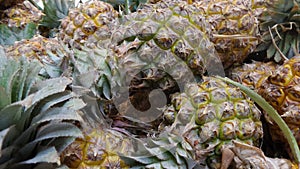 Fresh Pineapple from the field