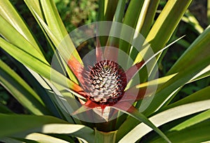 fresh pineapple in the garden .