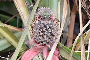 fresh pineapple in the home garden