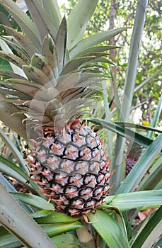 Fresh Pineapple on its plant