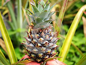 Fresh Pineapple in a Local Field