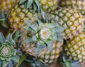 Fresh pineapple in the market.