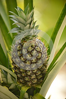 Fresh pineapple plant growing