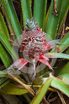 Fresh pineapple plant growing