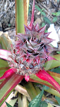 Fresh Pineapple thriving in Puerto Rico Post Maria