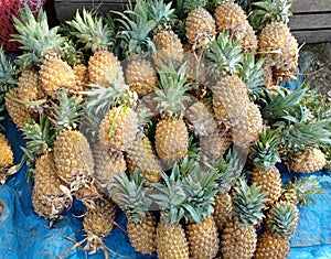 Fresh pineapple from tropical contry as source of vitamin and fiber