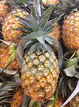 Fresh pineapple tropical fruit