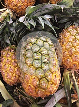 Fresh pineapple tropical fruit