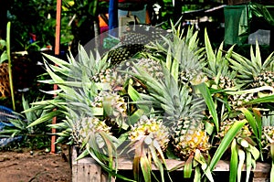 Fresh Pineapples At The Markets