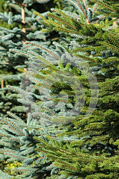 fresh pinetree