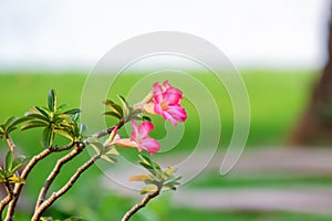 Fresh pink adenium flower in the garden with blurred background