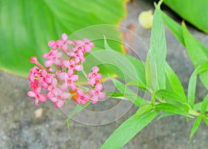 Fresh Pink Bush Penta, Panama Rose Flowers