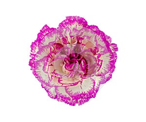 Fresh pink carnation flower head isolated