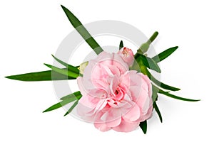 Fresh pink carnation flowers isolated on white