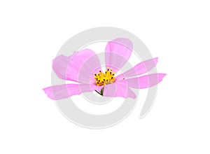 Fresh pink Cosmos Isolated white