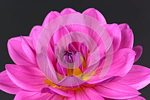 Fresh pink dahlia close up