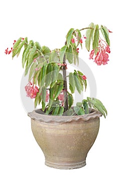 Fresh pink Dragon wing begonia flower bloom in a brown pot in the garden isolated on white background.