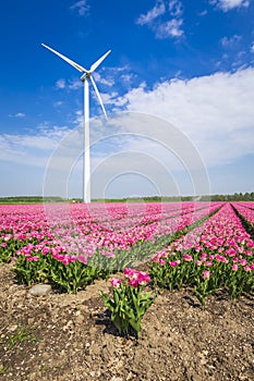Fresh pink Dutch tulips in a flower field in Holland