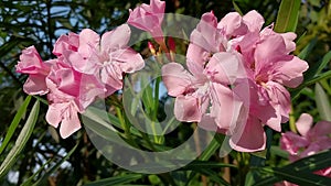 Fresh Pink Flower Nerium Oleander in the Garden with natural Green Background.