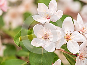 Fresh pink flowers of a blossoming apple tree with blured background