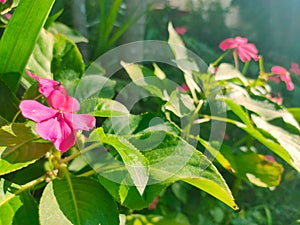 Fresh pink flowers in the garden