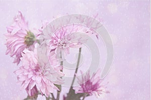 Fresh pink flowers with a pink halo and bubble background.